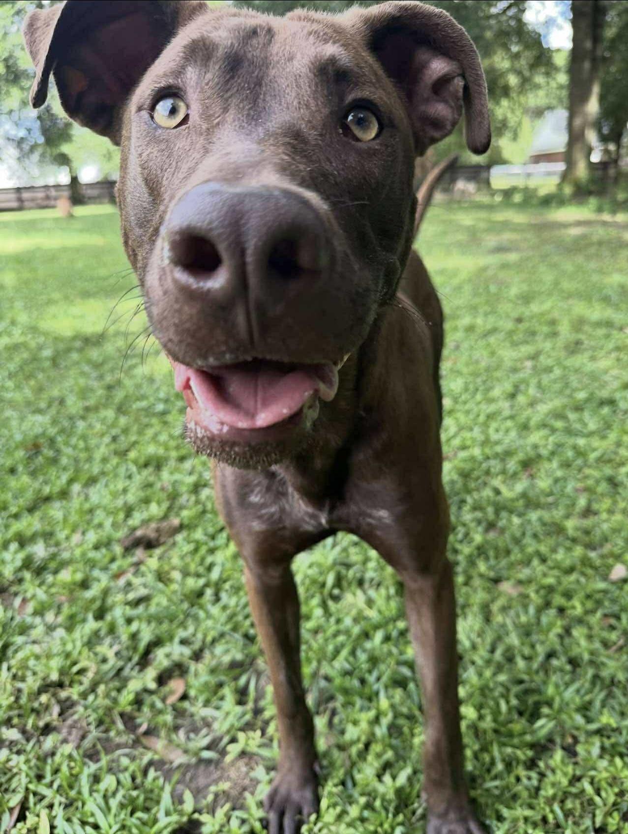 Mullican, Adoptable, Adult Male Chocolate Labrador Retriever & German Shorthaired Pointer.