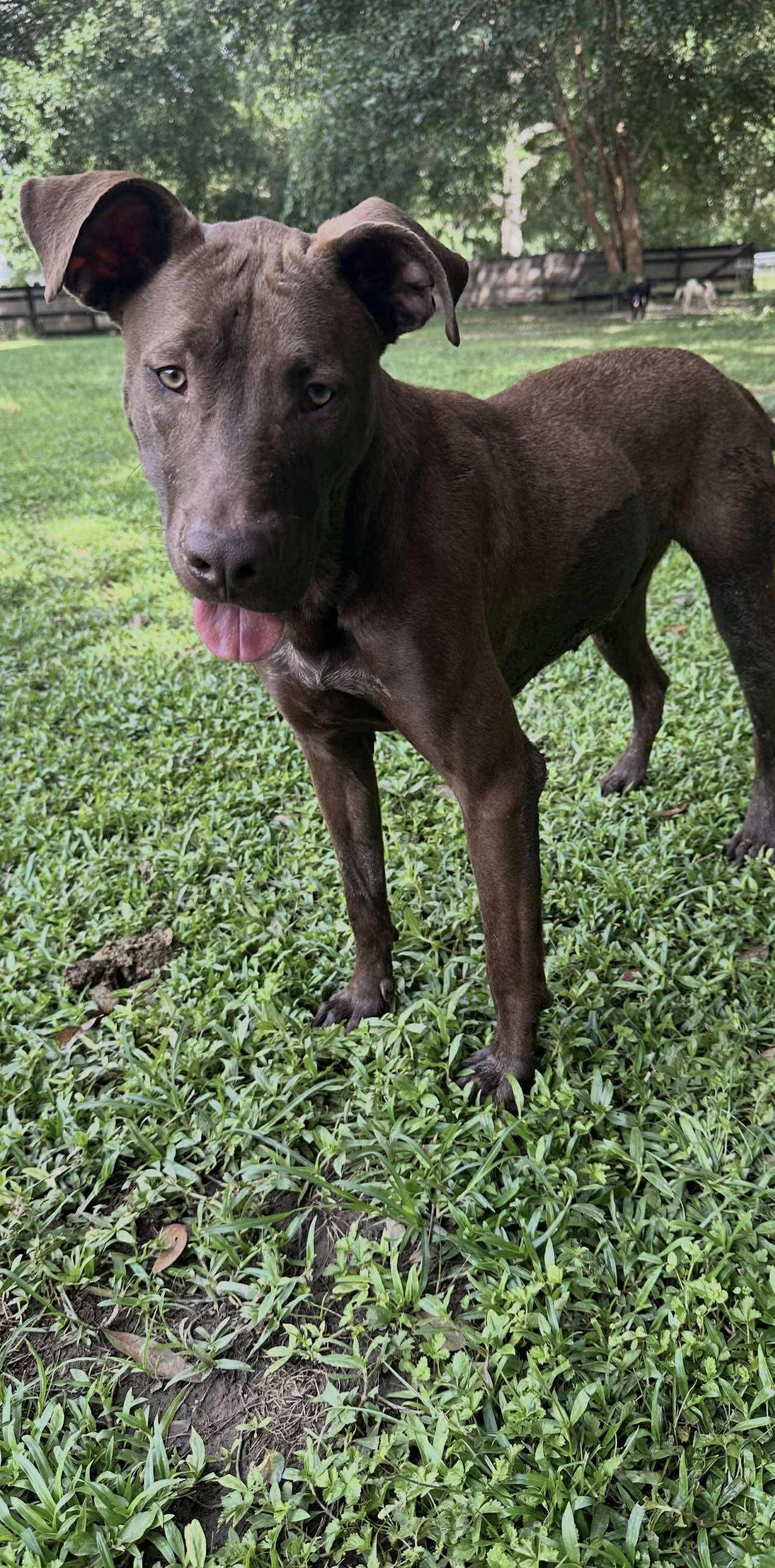 Mullican, a Adoptable mixed breed in Ocean Springs, MS image 6/6