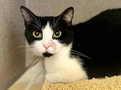 Cow, Adoptable, Adult Female Domestic Short Hair & Domestic Short Hair.
