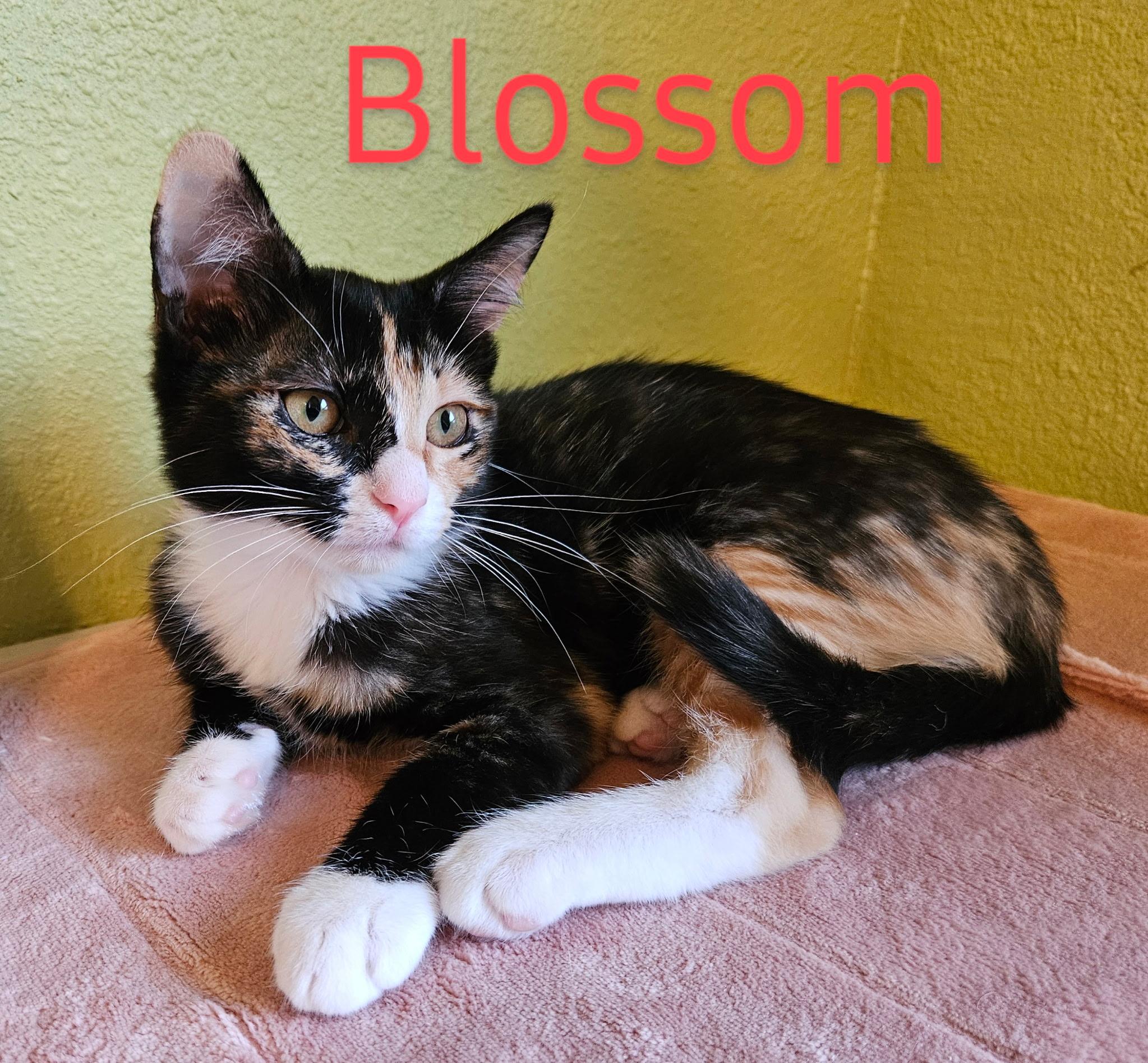 Blossom - North Conroe Petsmart