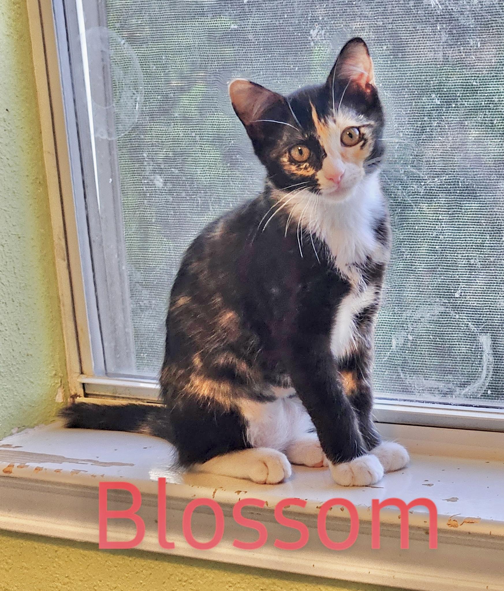 Blossom - North Conroe Petsmart