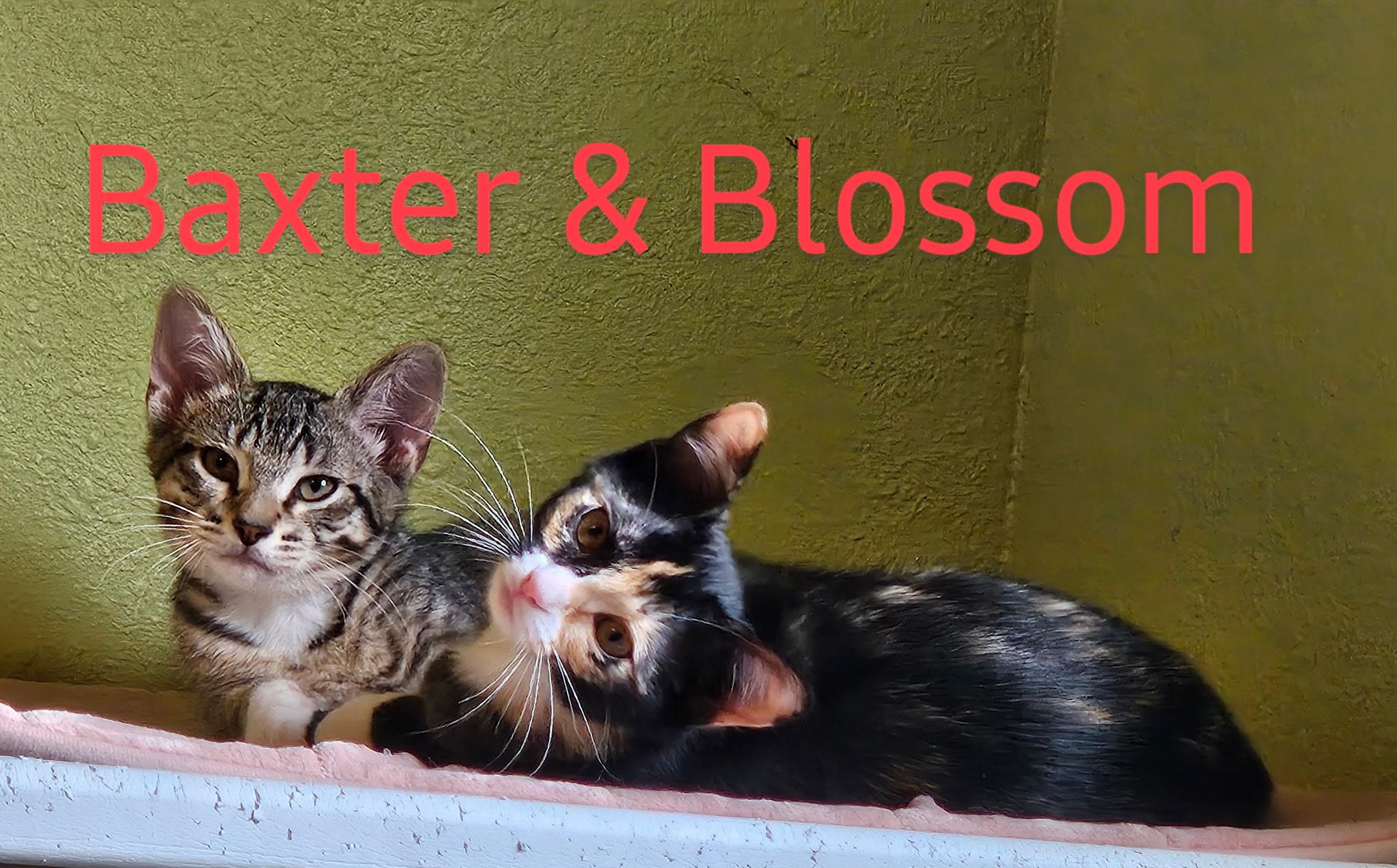 Blossom - North Conroe Petsmart