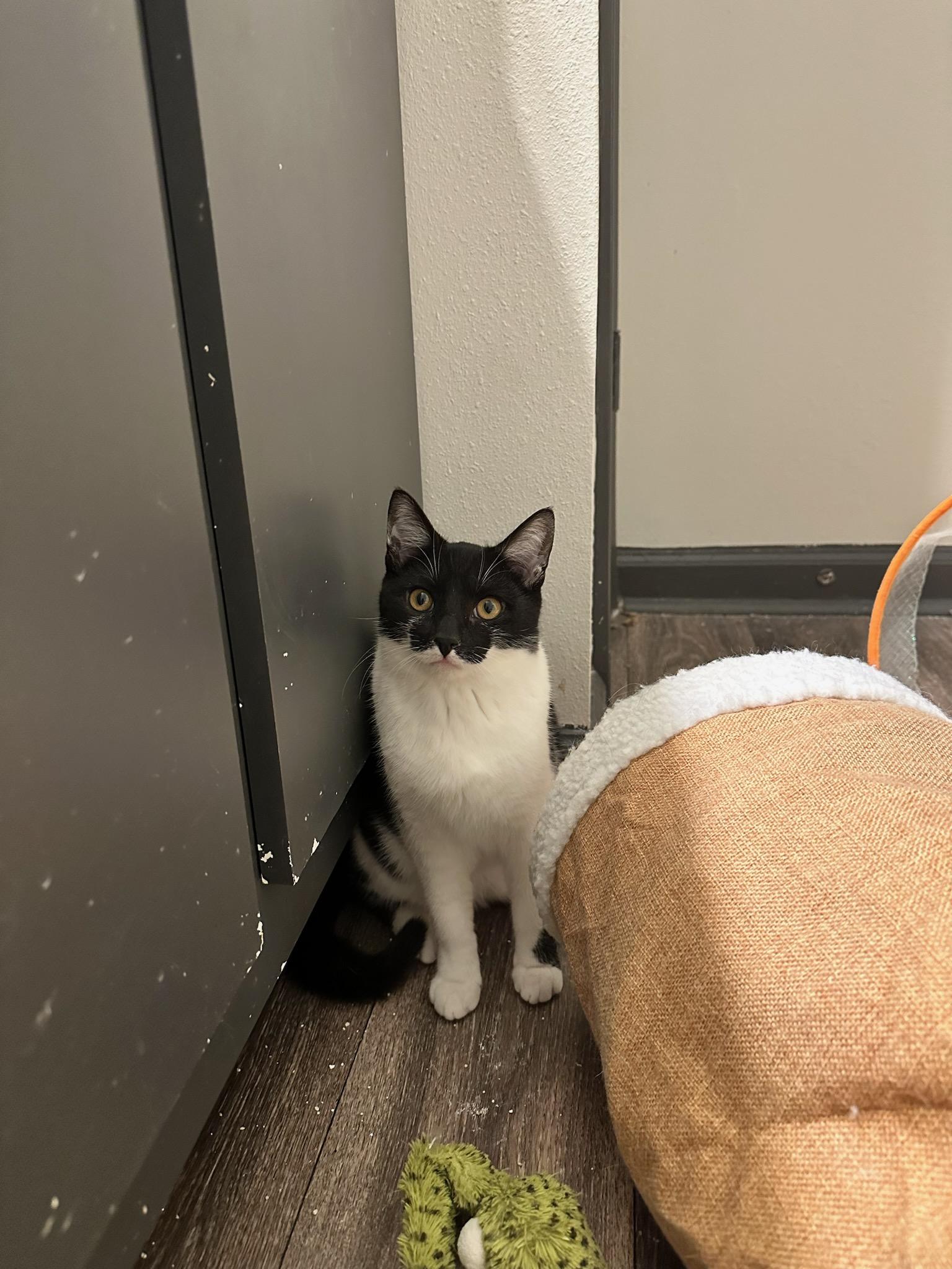 Enlarge Batman, a Adoptable Domestic Short Hair in Centerville, GA image 2/3