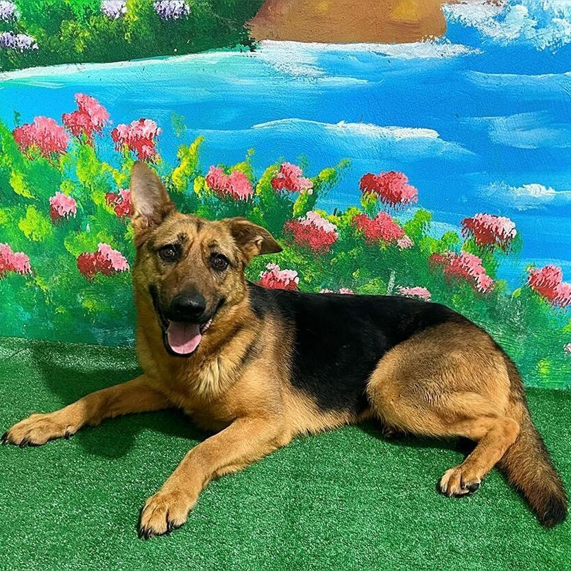 Ms. loving Nala, a Adoptable mixed breed in Vancouver, BC image 3/6