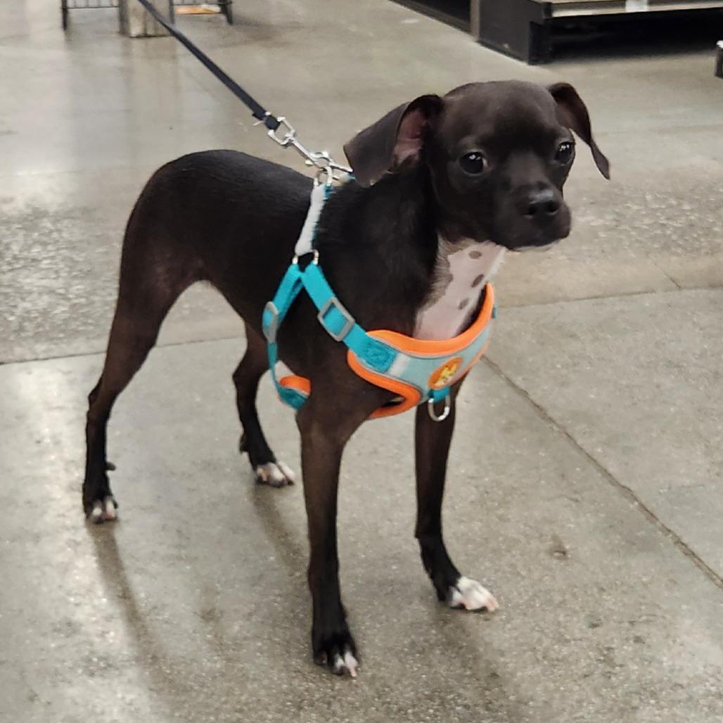 Peanut (Nemo) Key, Adoptable, Adult Male Miniature Pinscher & Mixed Breed.