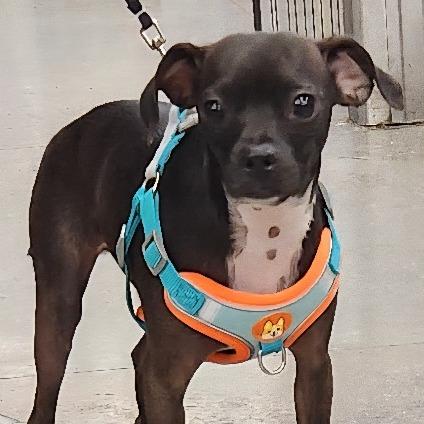 Enlarge Peanut (Nemo) Key, a Adoptable mixed breed in Las Vegas, NV image 2/4