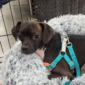 Enlarge Peanut (Nemo) Key, a Adoptable mixed breed in Las Vegas, NV image 3/4