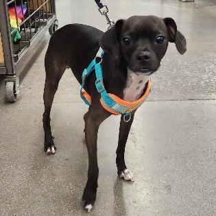Enlarge Peanut (Nemo) Key, a Adoptable mixed breed in Las Vegas, NV image 4/4
