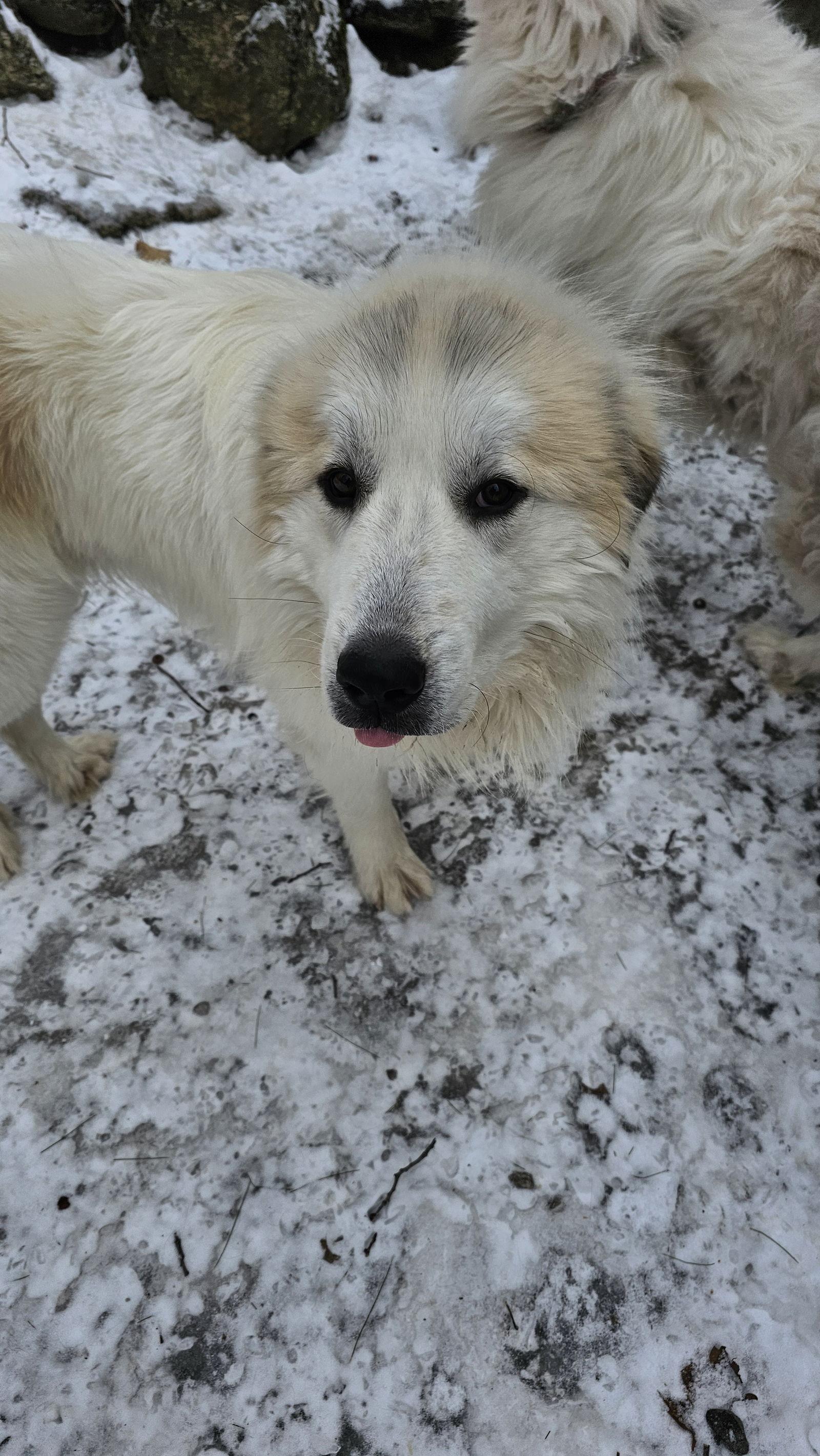 XANDER, a Adoptable Great Pyrenees in Croydon, NH image 1/3