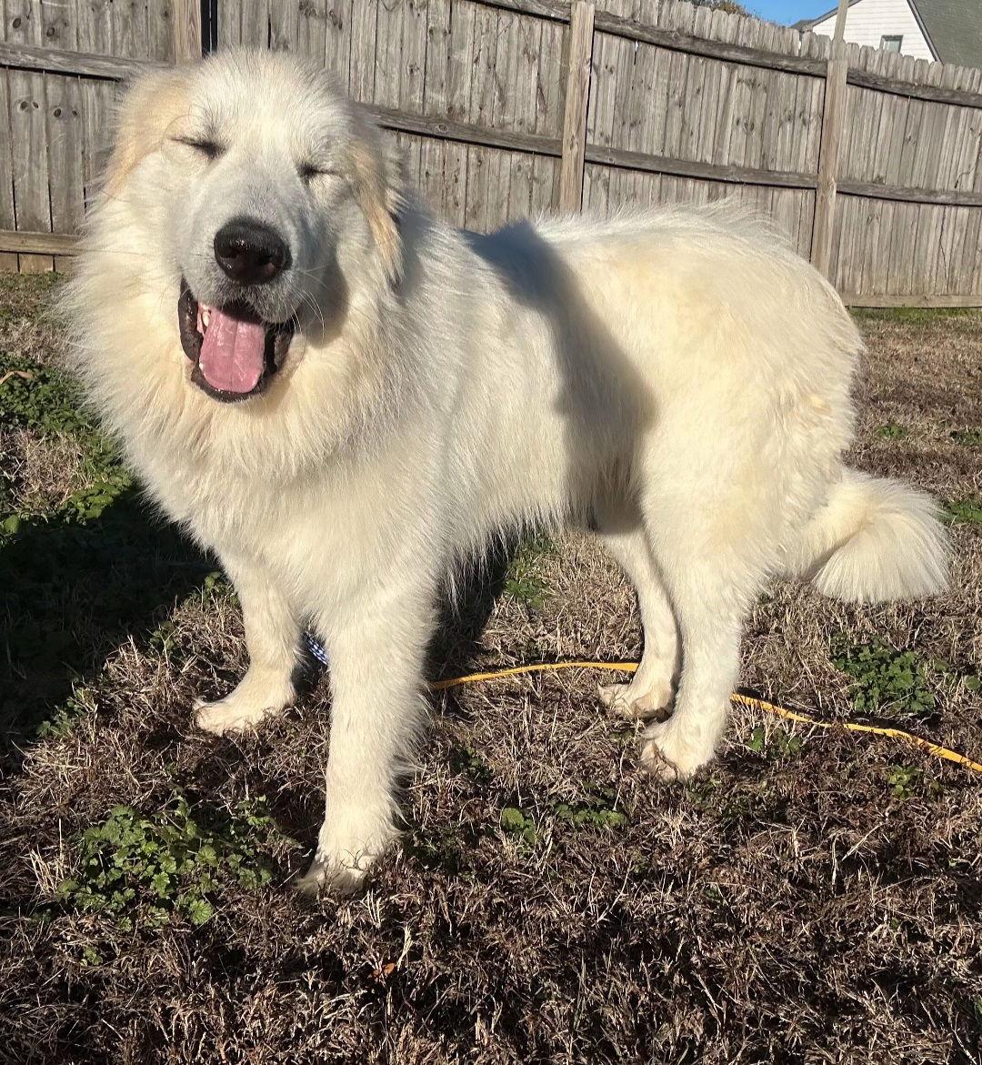 ZANDER, Adoptable, Young Male Great Pyrenees.