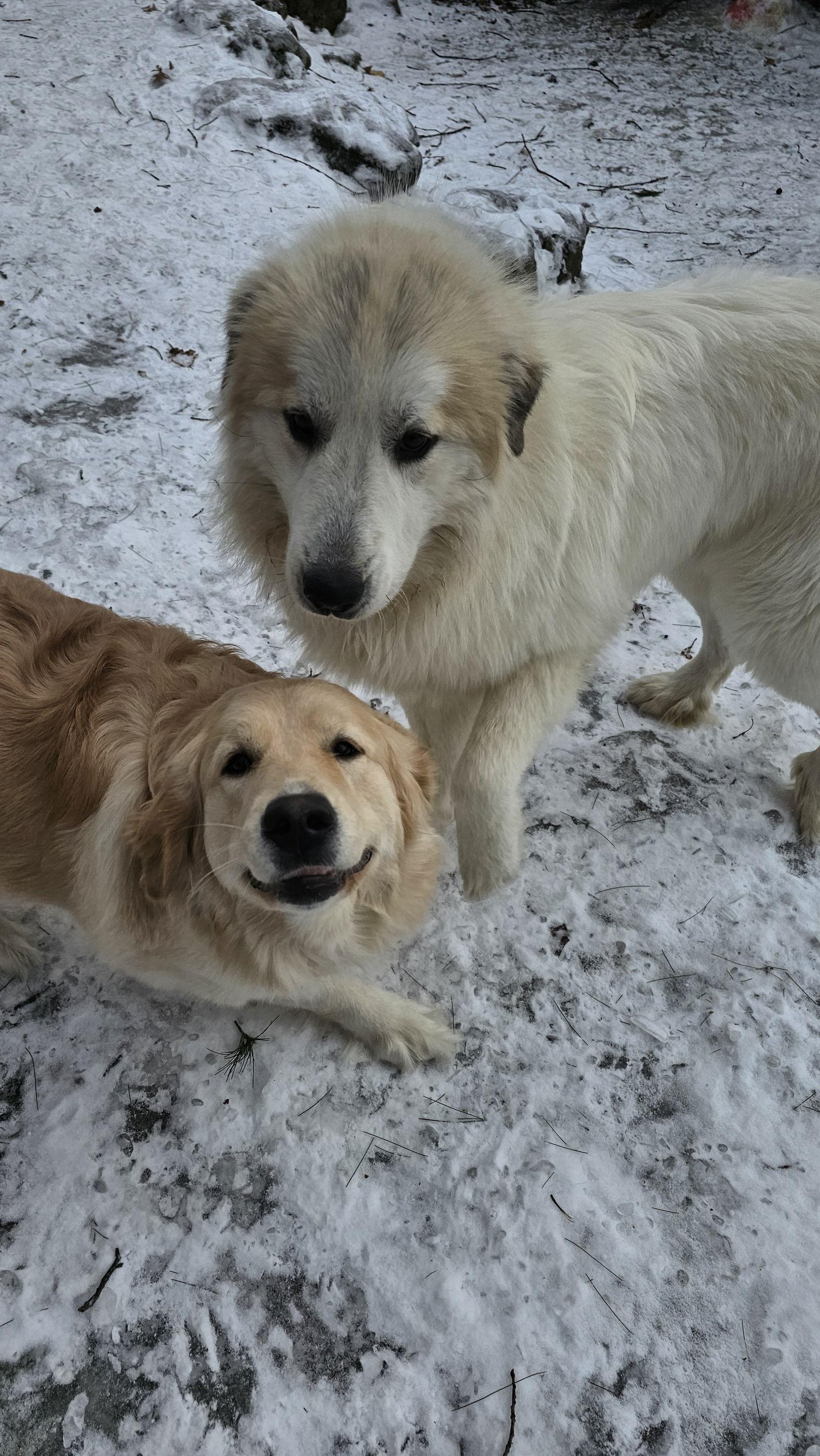 XANDER, a Adoptable Great Pyrenees in Croydon, NH image 2/3