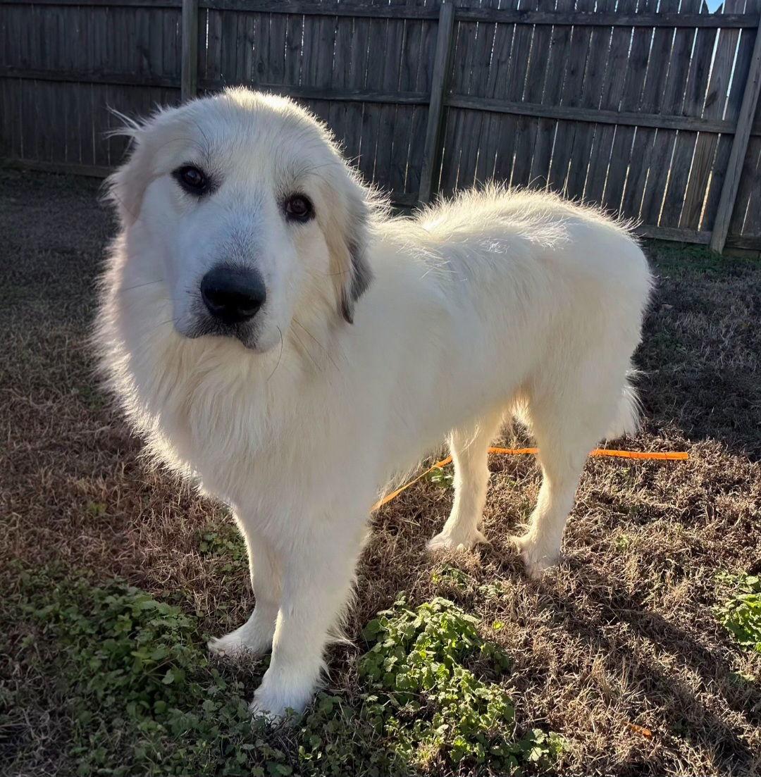 Enlarge ZANDER, a Adoptable Great Pyrenees in Croydon, NH image 2/3