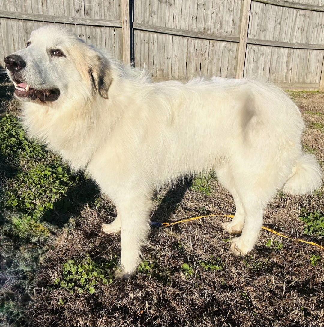 Enlarge ZANDER, a Adoptable Great Pyrenees in Croydon, NH image 3/3