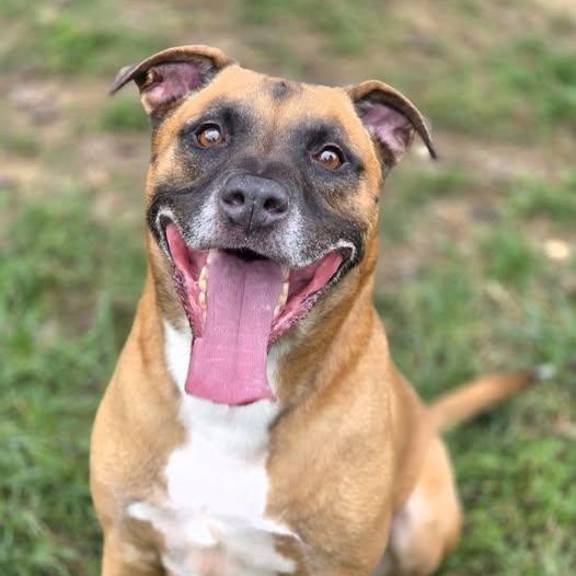 26-00160 CHOMPER, ADOPTABLE, Senior Male Labrador Retriever.