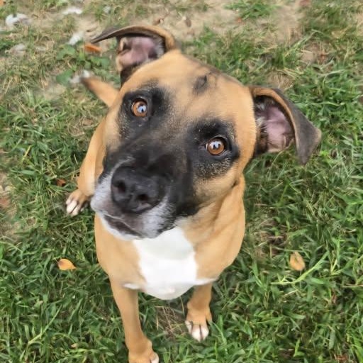 Enlarge 26-00160 CHOMPER, a ADOPTABLE mixed breed in Fredericksburg, VA image 1/2