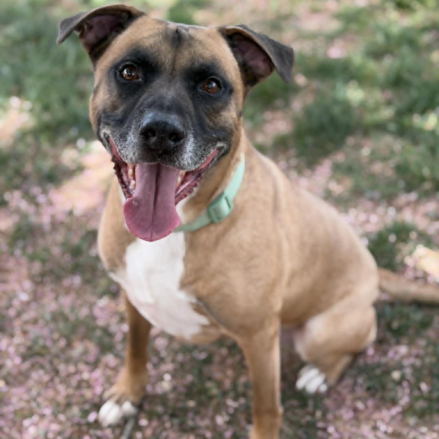 26-00160 CHOMPER, ADOPTABLE, Senior Male Labrador Retriever.