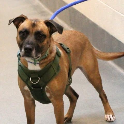 Enlarge 26-00160 CHOMPER, a ADOPTABLE mixed breed in Fredericksburg, VA image 2/2