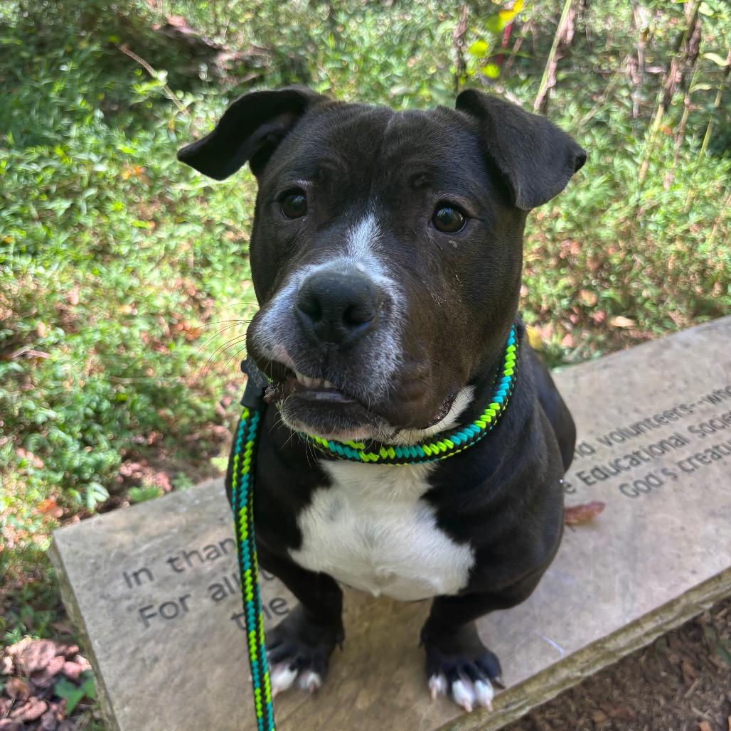 Enlarge Olivia, a Adoptable Mixed Breed in Chattanooga, TN image 1/5