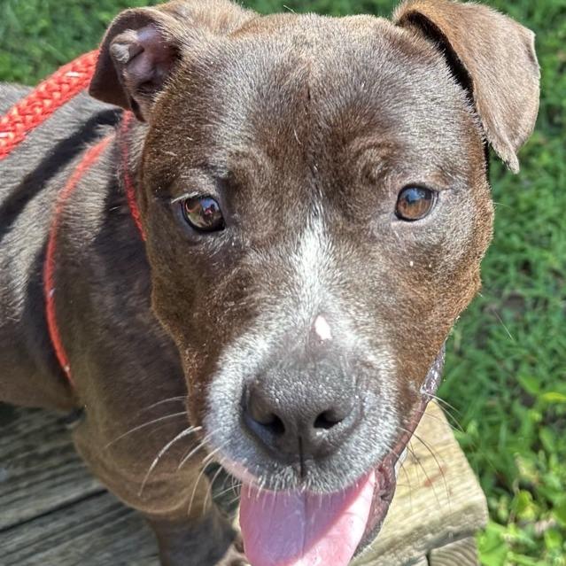 Enlarge Olivia, a Adoptable Mixed Breed in Chattanooga, TN image 2/5