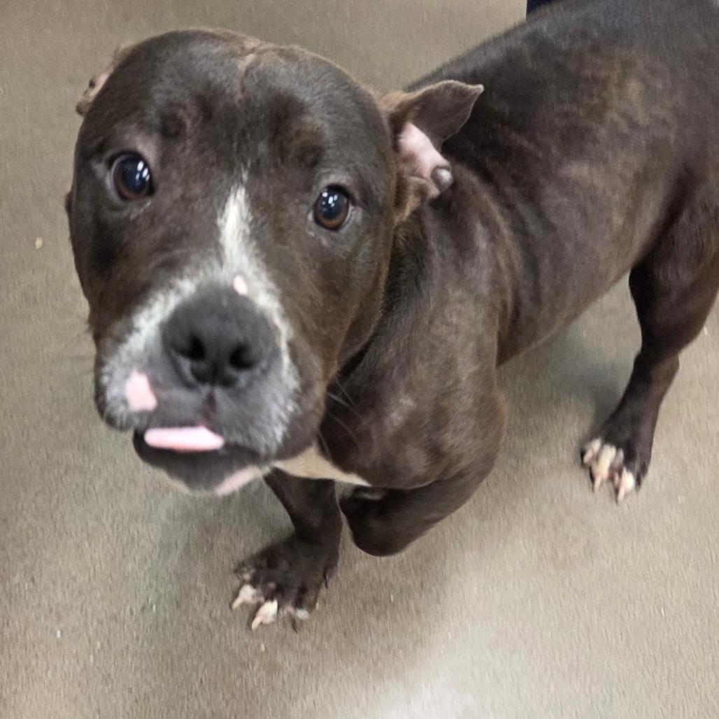 Enlarge Olivia, a Adoptable Mixed Breed in Chattanooga, TN image 3/5