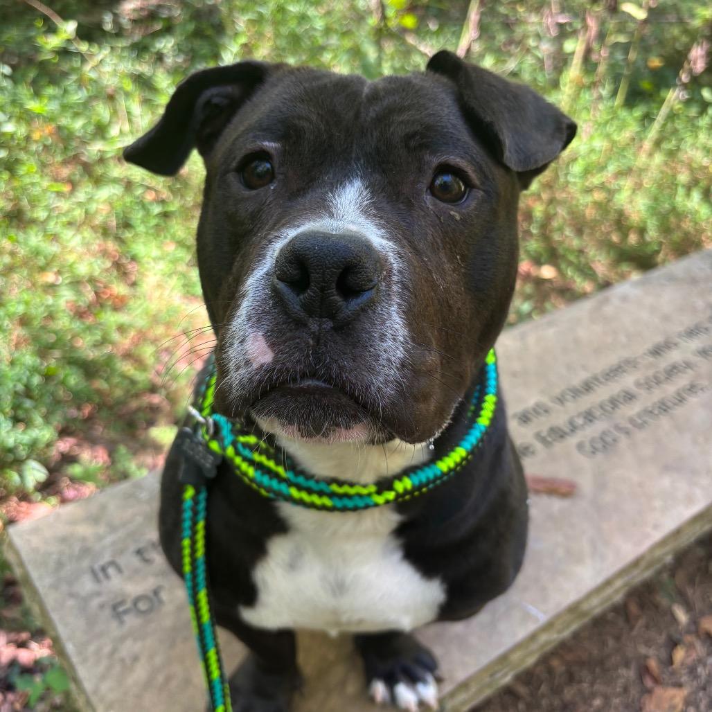 Enlarge Olivia, a Adoptable Mixed Breed in Chattanooga, TN image 4/5