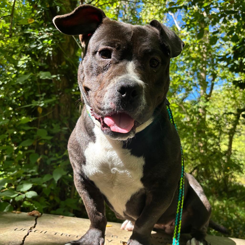 Enlarge Olivia, a Adoptable Mixed Breed in Chattanooga, TN image 5/5