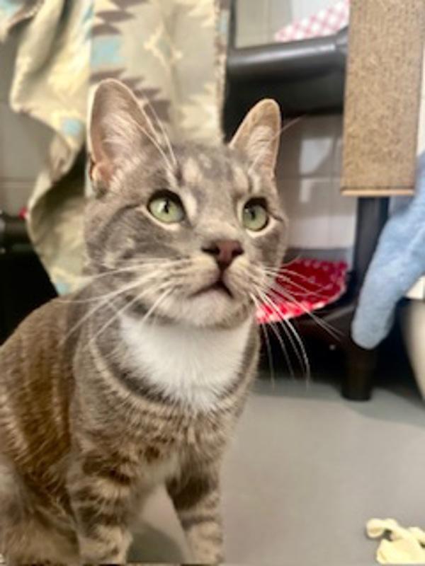 Payton, Adoptable, Young Male Domestic Short Hair.