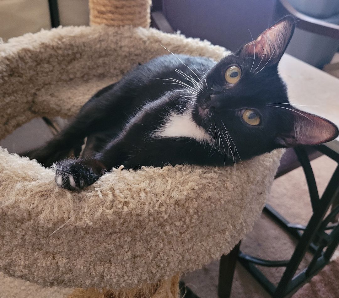 Enlarge Sarah, a Adoptable Domestic Short Hair in RIVERSIDE, CA image 1/3