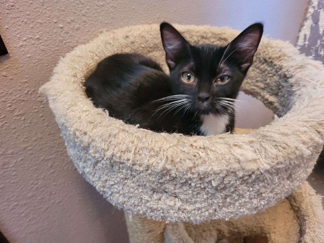 Enlarge Sarah, a Adoptable Domestic Short Hair in RIVERSIDE, CA image 2/3