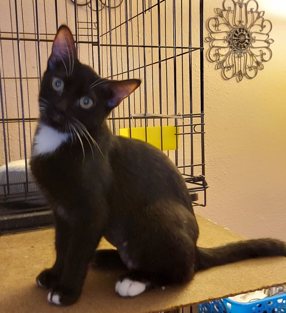 Enlarge Sarah, a Adoptable Domestic Short Hair in RIVERSIDE, CA image 3/3