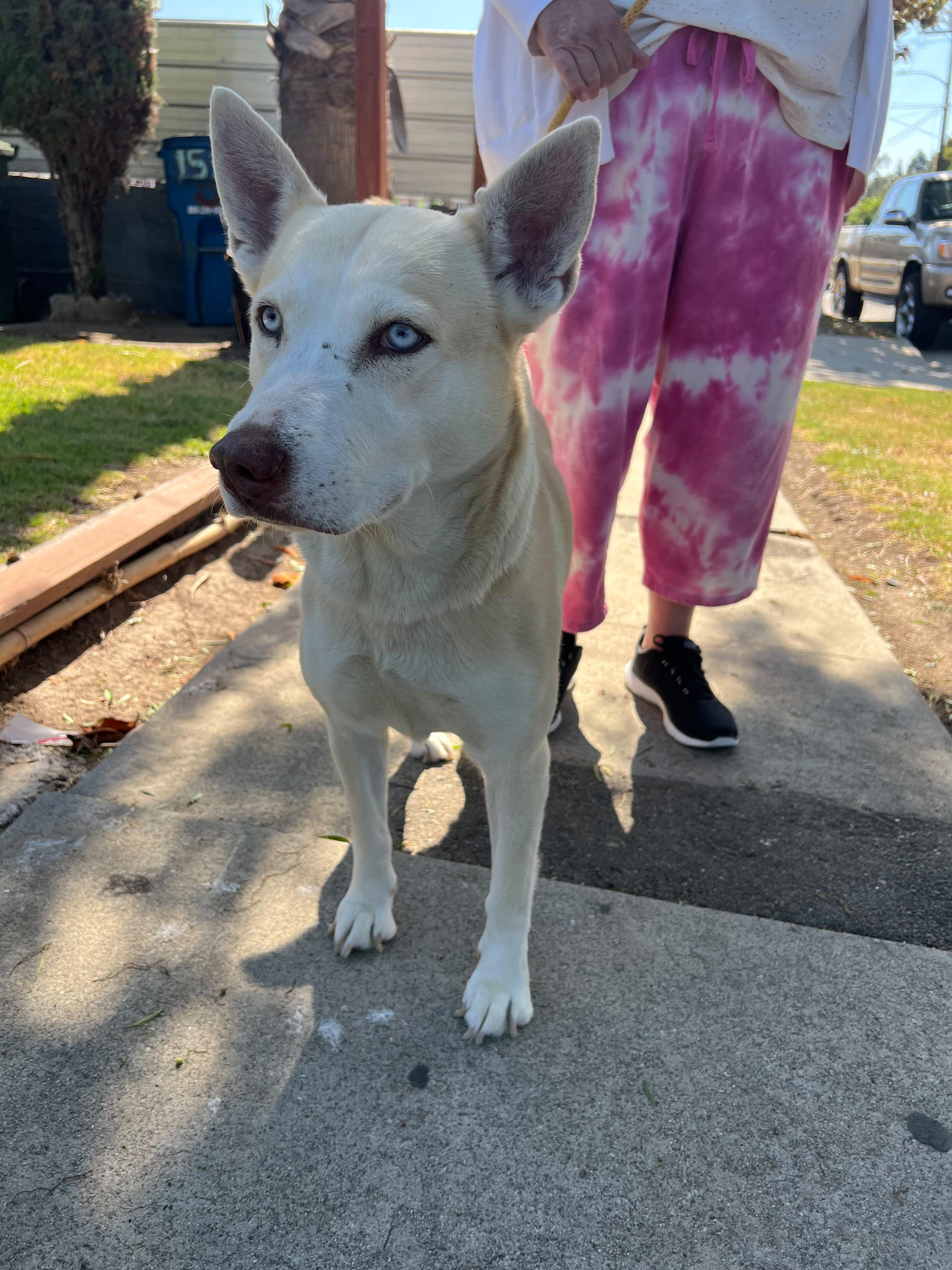 Winter, Adoptable, Young Female Shepherd & Husky.