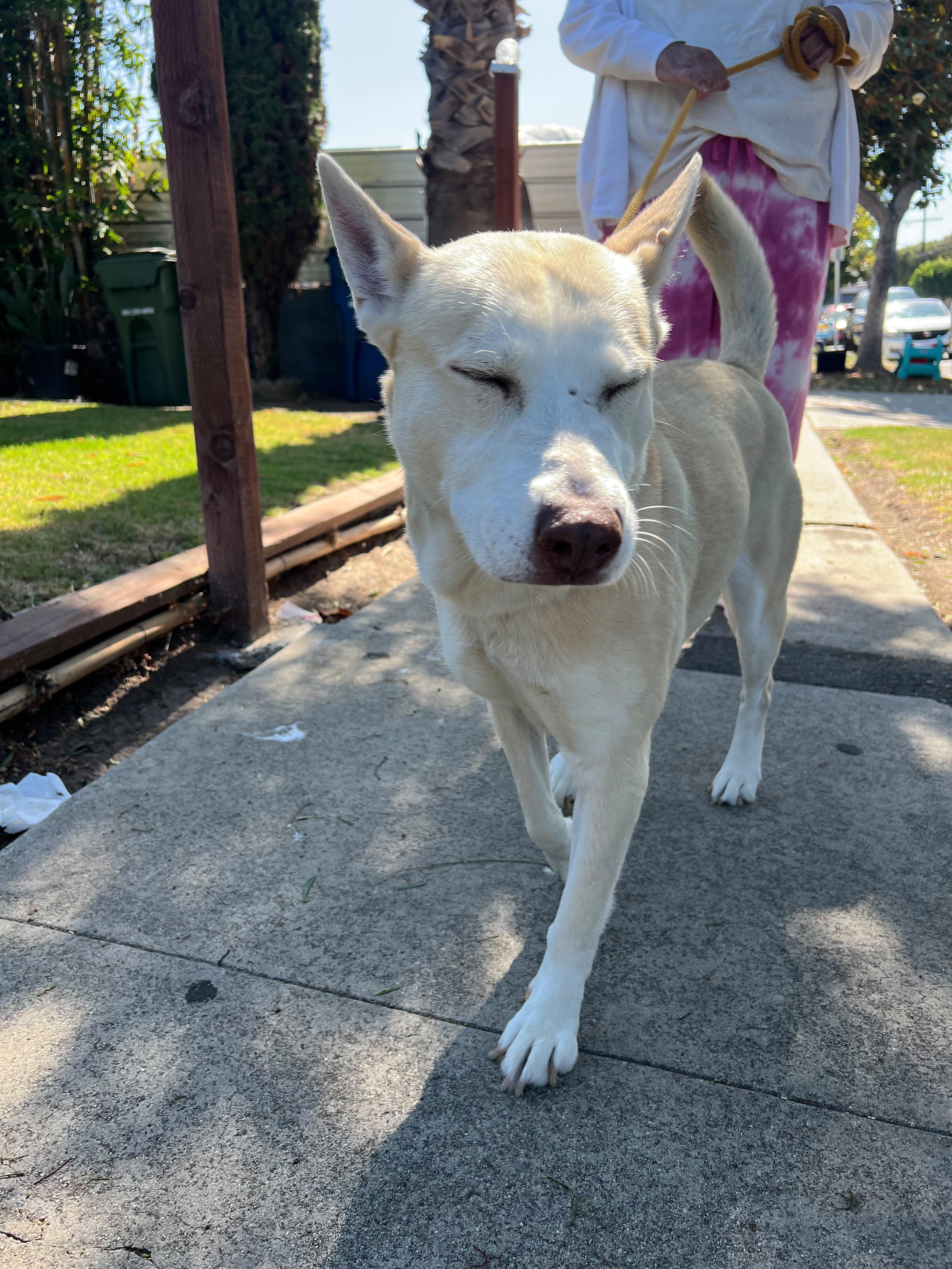 Enlarge Winter, a Adoptable mixed breed in Inglewood, CA image 2/6