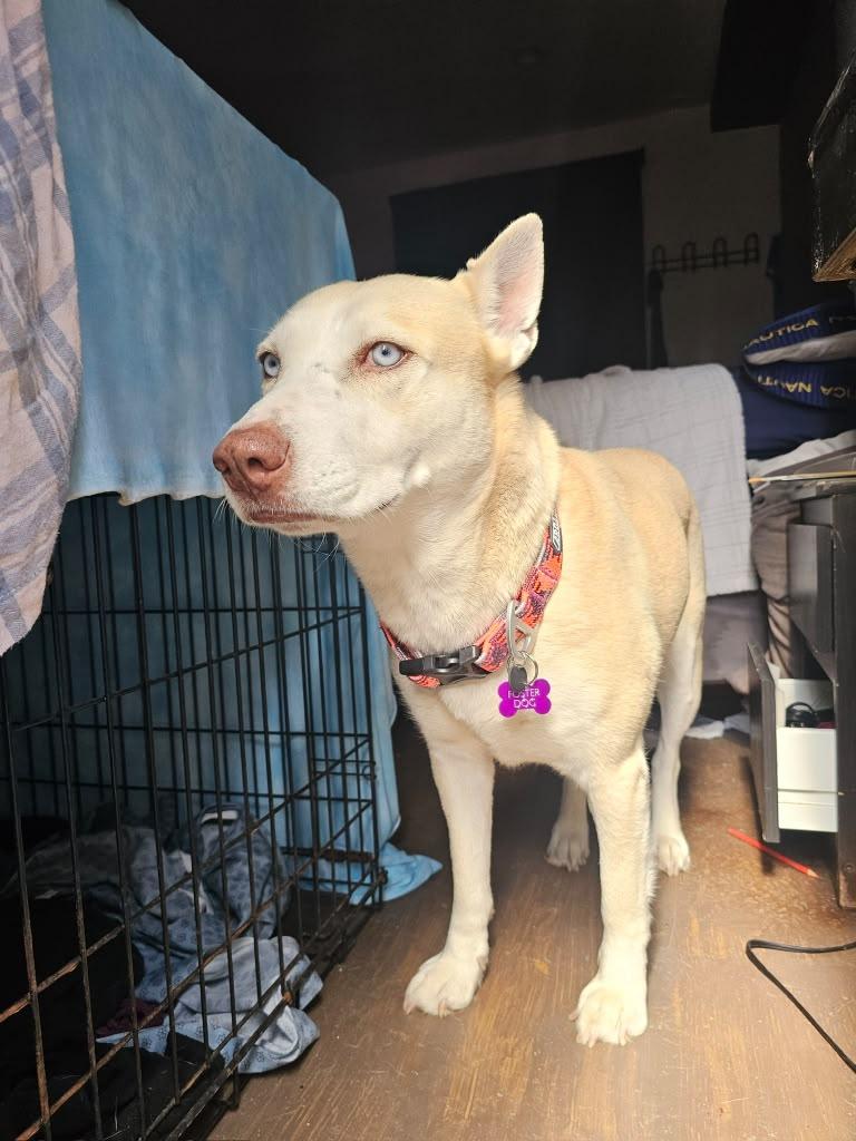 Enlarge Winter, a Adoptable mixed breed in Inglewood, CA image 4/6