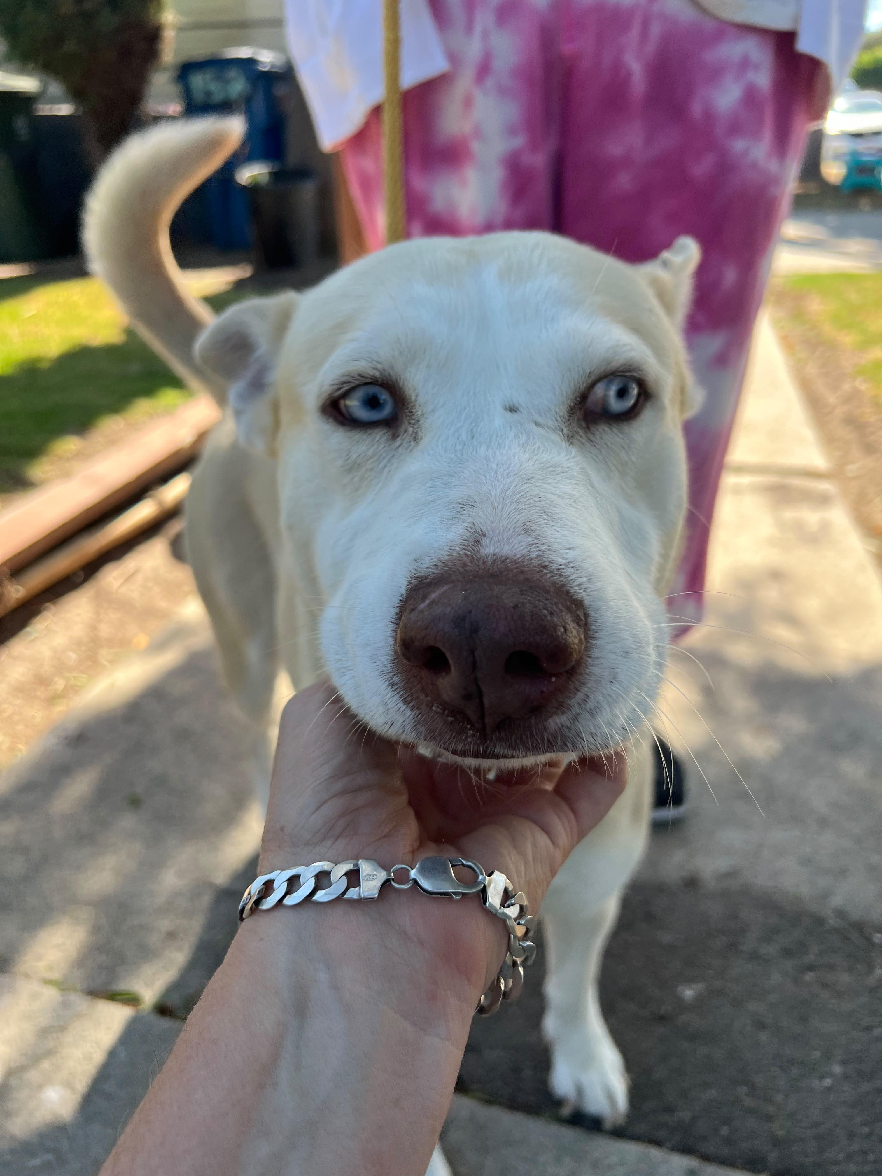 Enlarge Winter, a Adoptable mixed breed in Inglewood, CA image 6/6