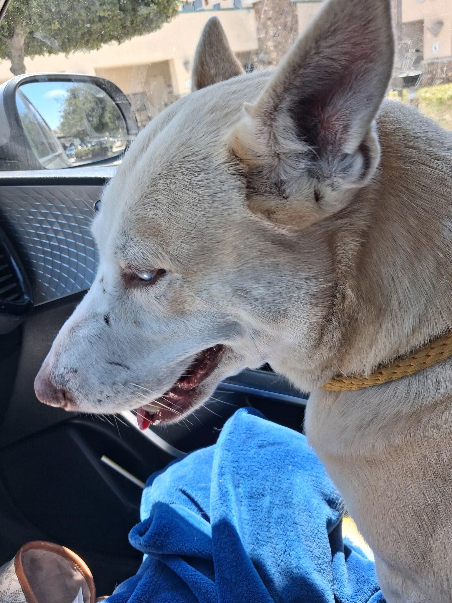 Enlarge Winter, a Adoptable mixed breed in Inglewood, CA image 3/6