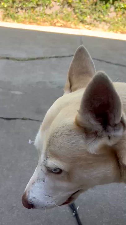 Enlarge Winter, a Adoptable mixed breed in Inglewood, CA video 5/6