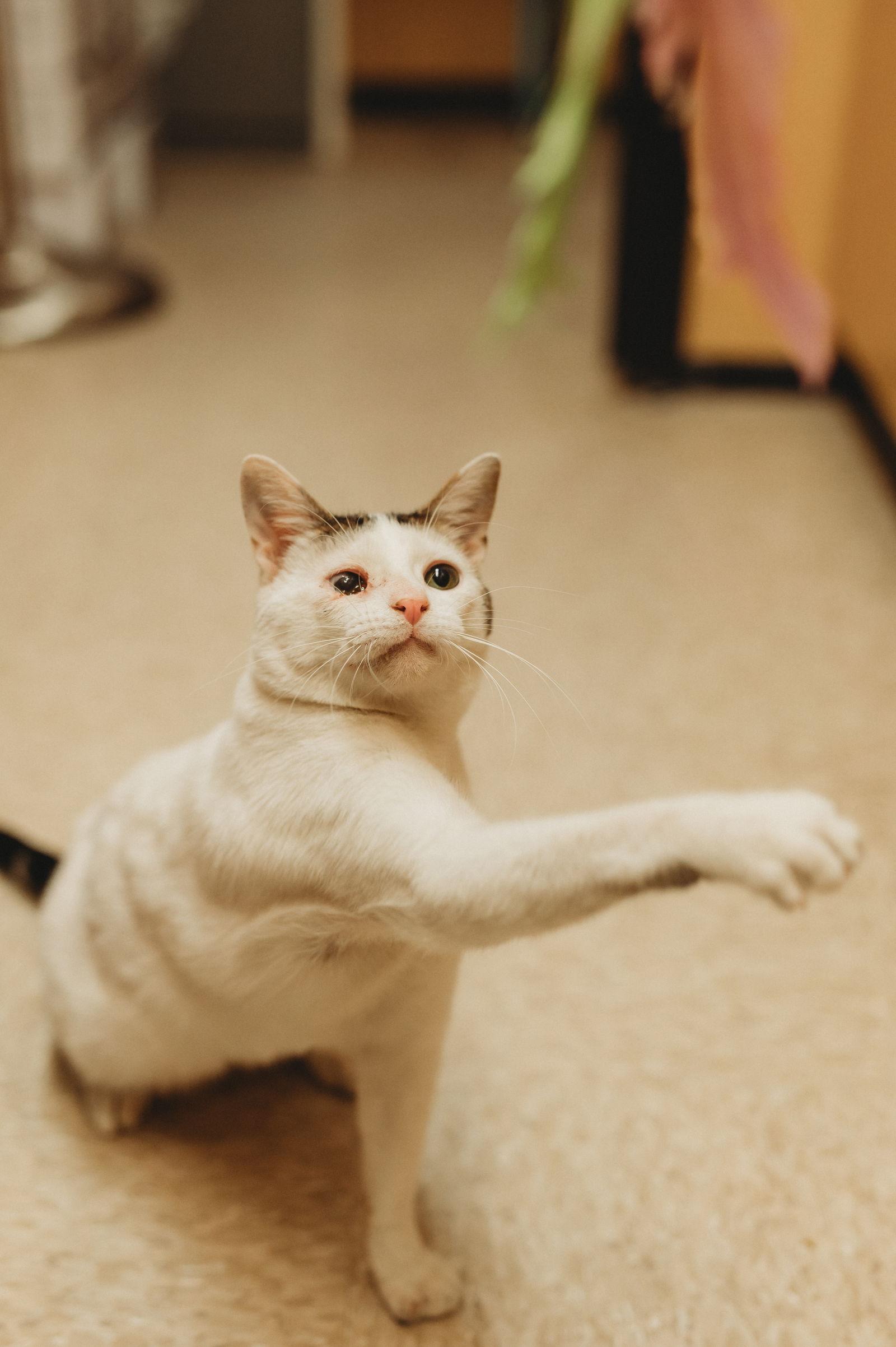 Angel, a Adoptable Domestic Short Hair in McKinney, TX image 1/3