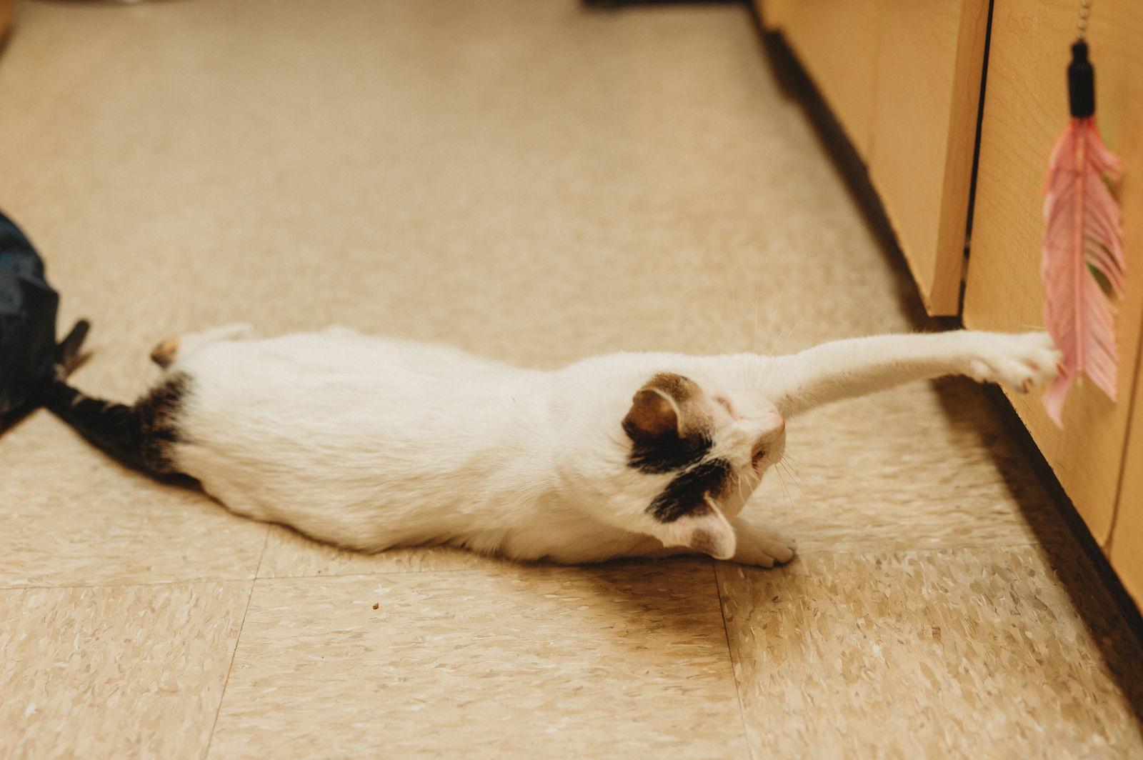 Angel, a Adoptable Domestic Short Hair in McKinney, TX image 3/3