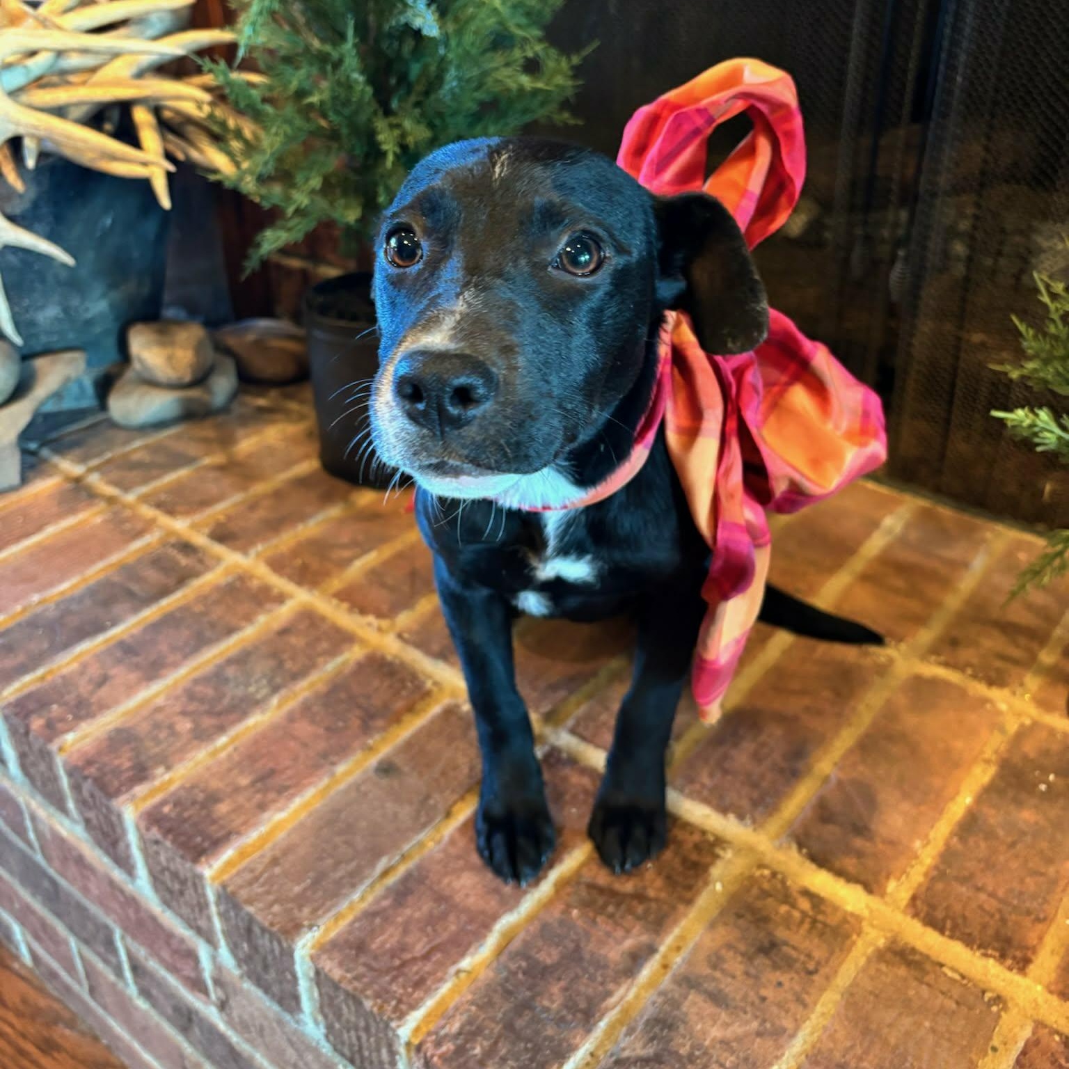 Enlarge Marley **Foster Trial Available!**, a ADOPTABLE mixed breed in Westport, MA image 2/5