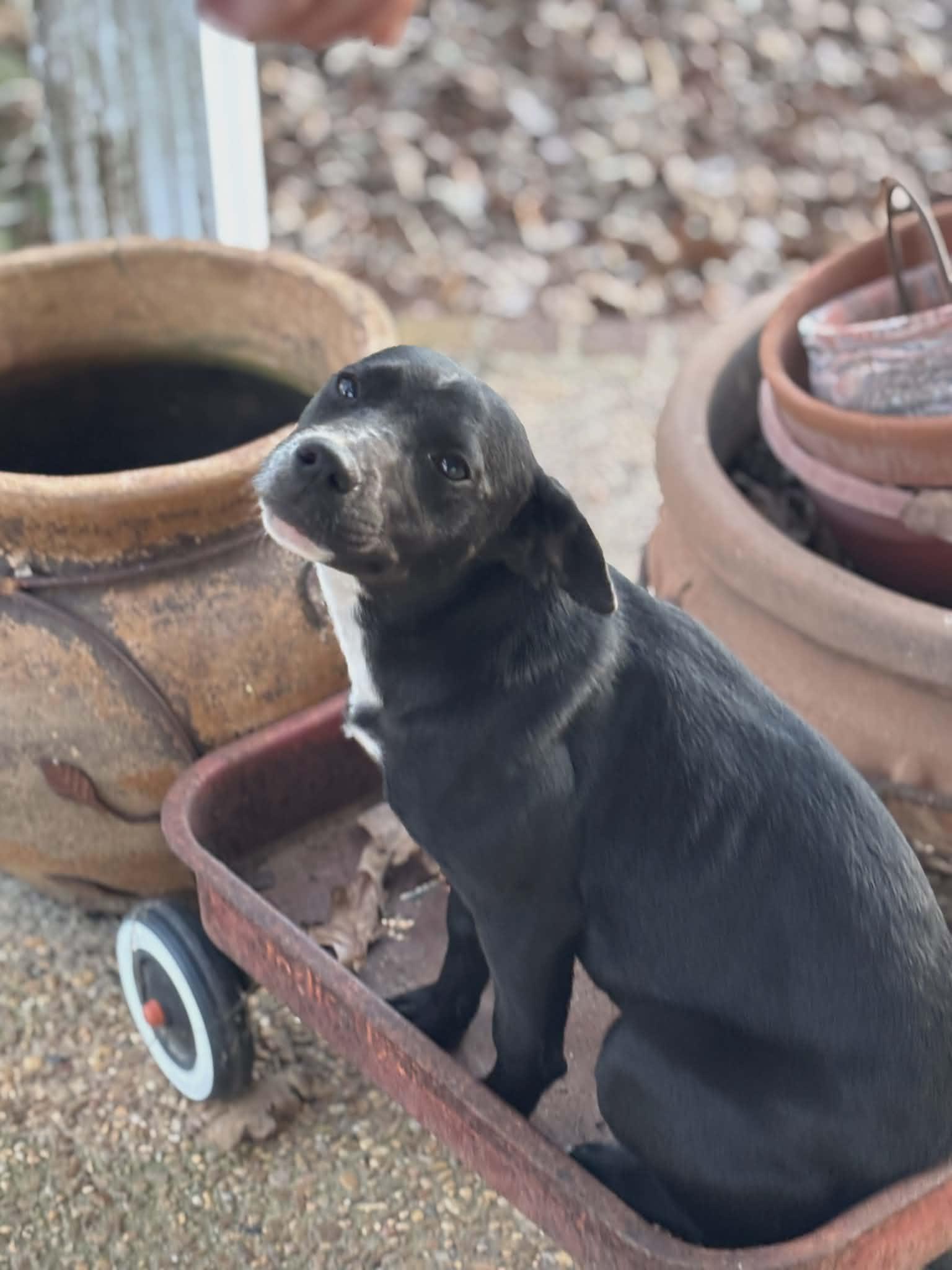 Enlarge Marley **Foster Trial Available!**, a ADOPTABLE mixed breed in Westport, MA image 4/5