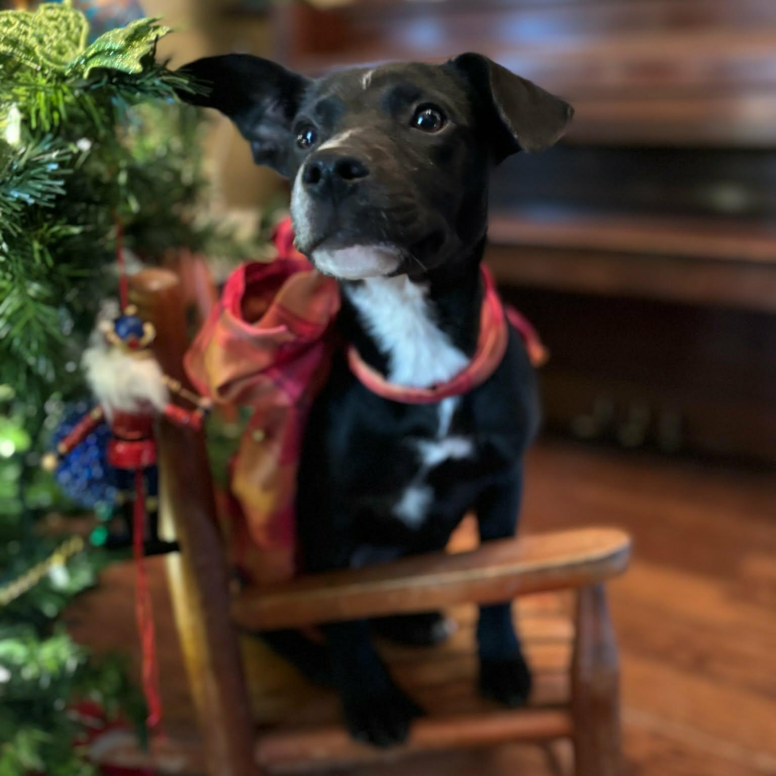 Enlarge Marley **Foster Trial Available!**, a ADOPTABLE mixed breed in Westport, MA image 3/5