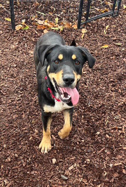 Max, Adoptable, Young Male Shepherd & Labrador Retriever.