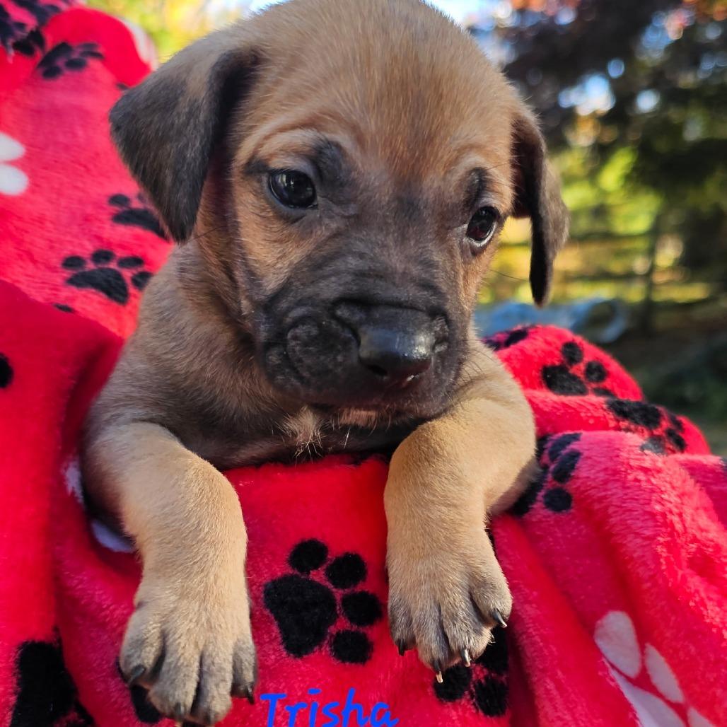 Trisha, a Adoptable Mixed Breed in Fredericksburg, VA image 1/6