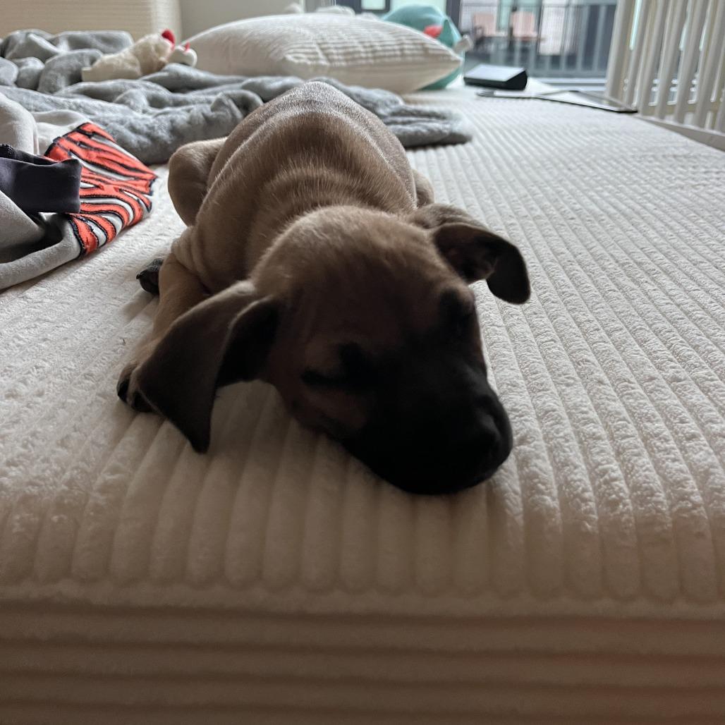 Trisha, a Adoptable Mixed Breed in Fredericksburg, VA image 2/6