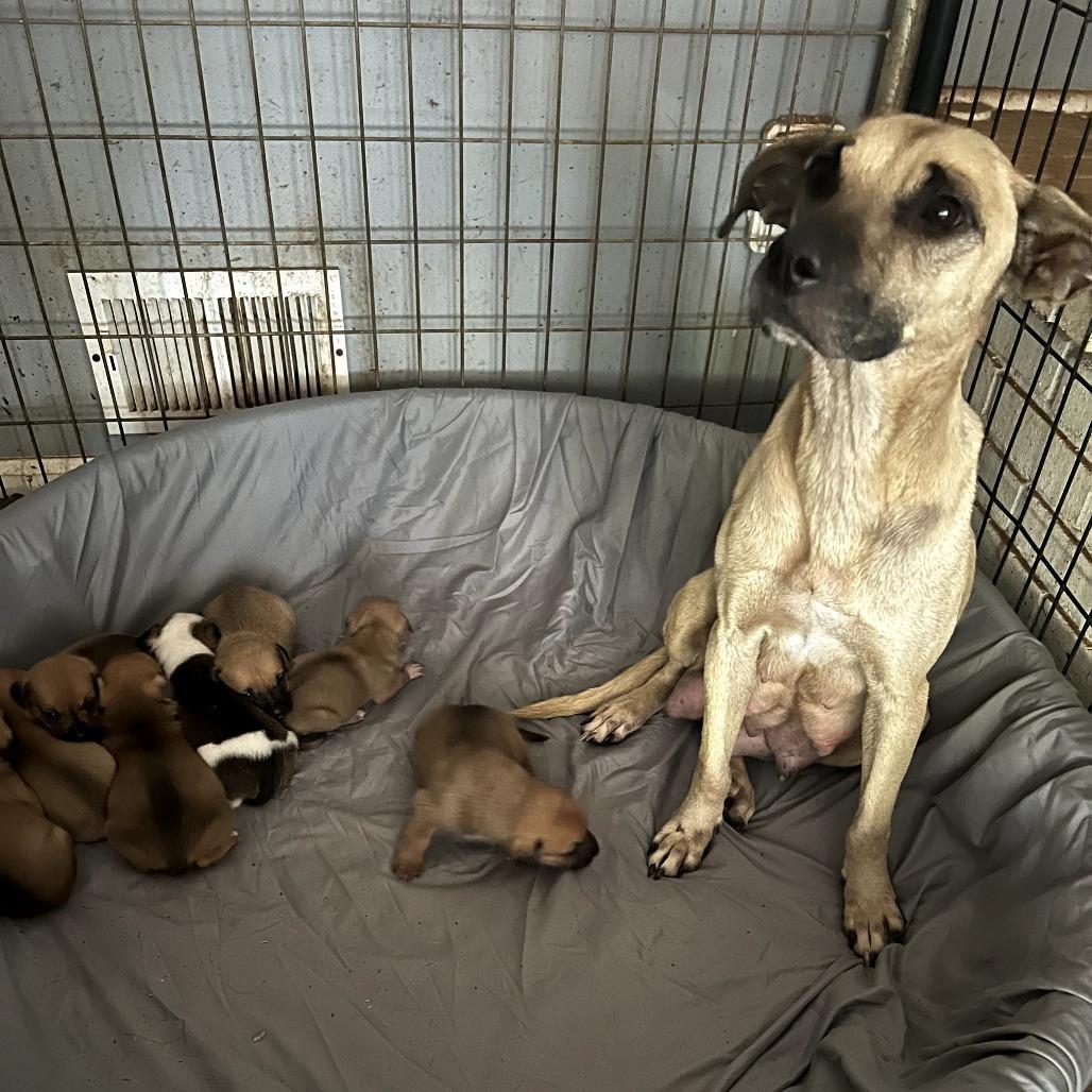 Trisha, a Adoptable Mixed Breed in Fredericksburg, VA image 3/6