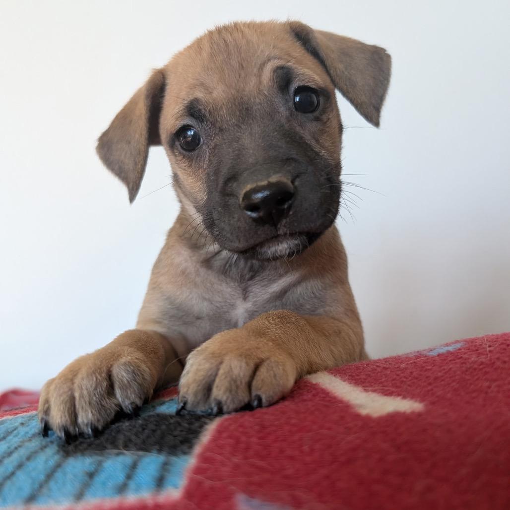 Trisha, a Adoptable Mixed Breed in Fredericksburg, VA image 4/6