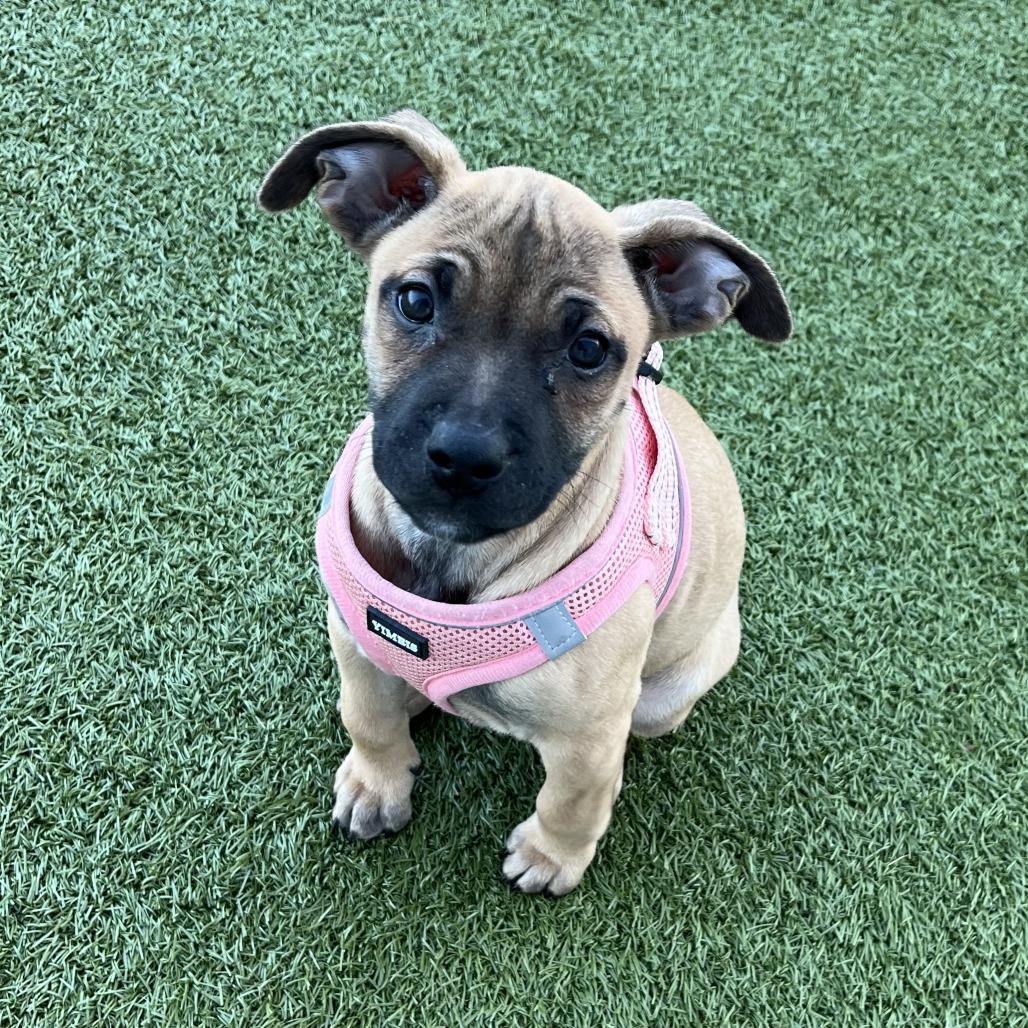 Trisha, a Adoptable Mixed Breed in Fredericksburg, VA image 5/6