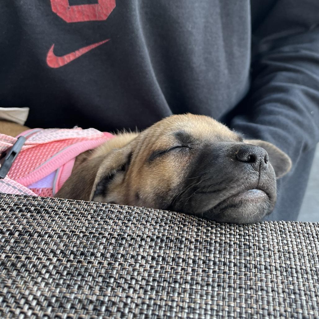 Trisha, a Adoptable Mixed Breed in Fredericksburg, VA image 6/6