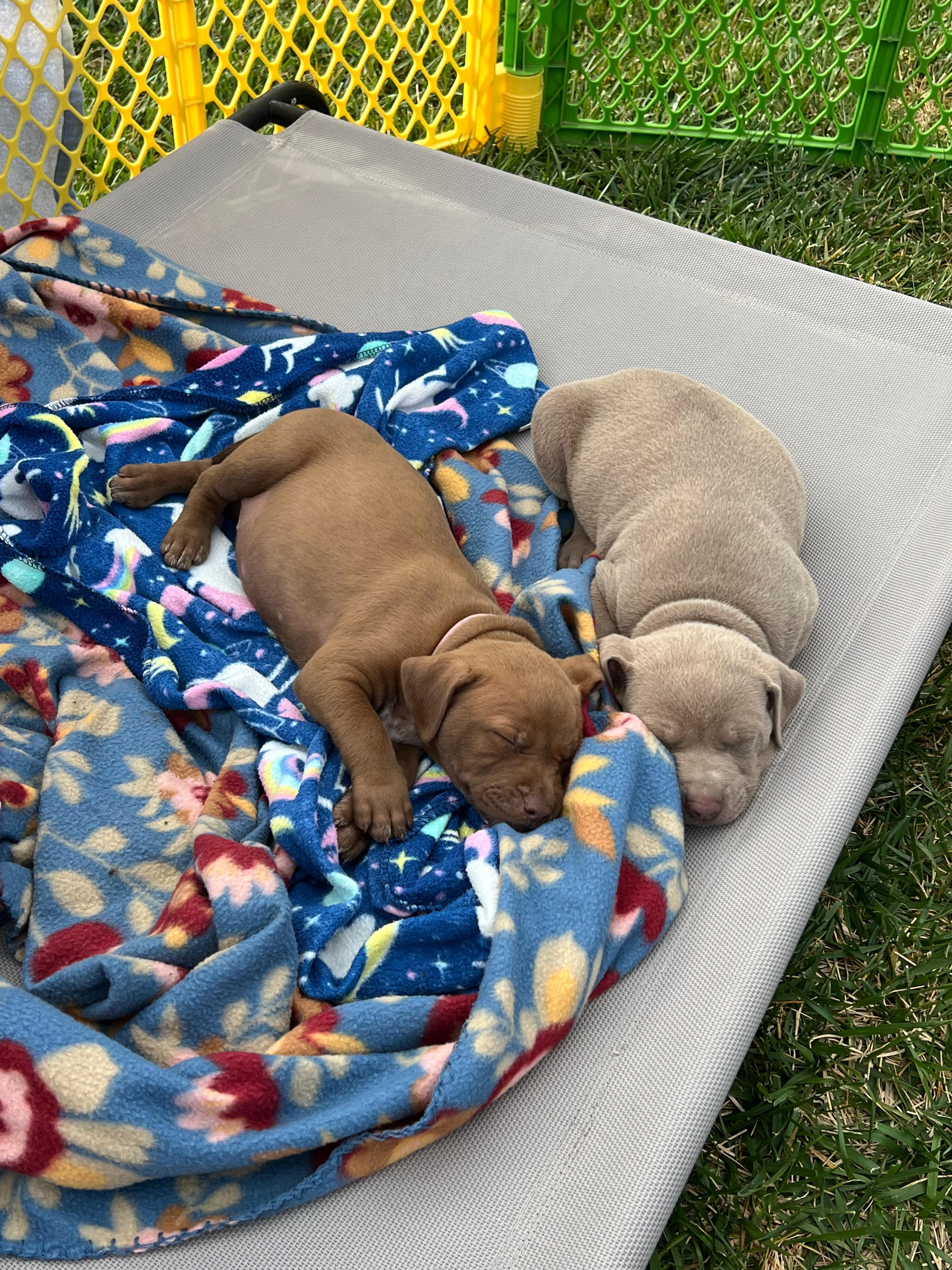 Enlarge Harpers Puppies, an adoptable Pit Bull Terrier in San Diego, CA image 5/5