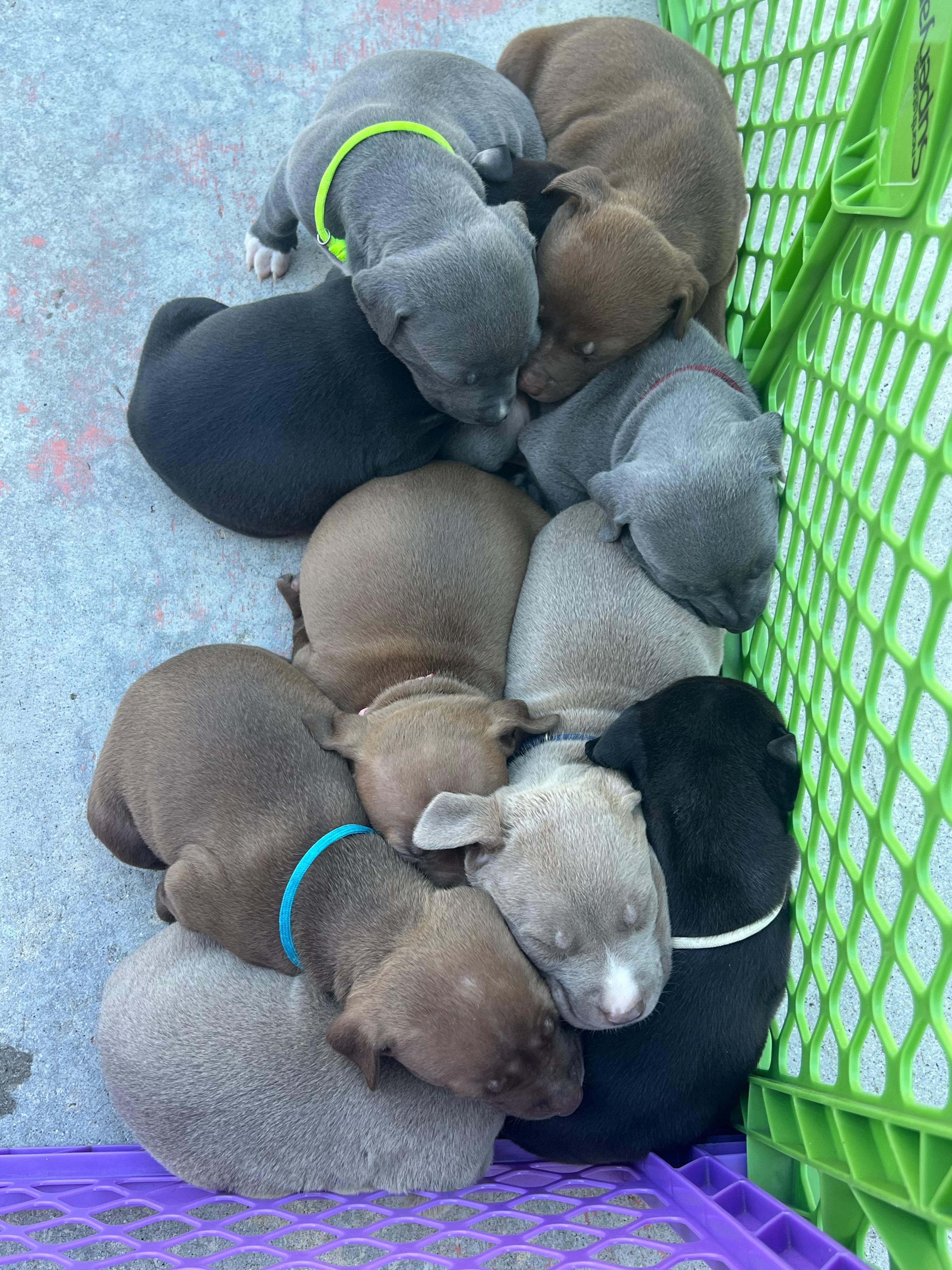Harpers Puppies, adoptable, Young Male Pit Bull Terrier.